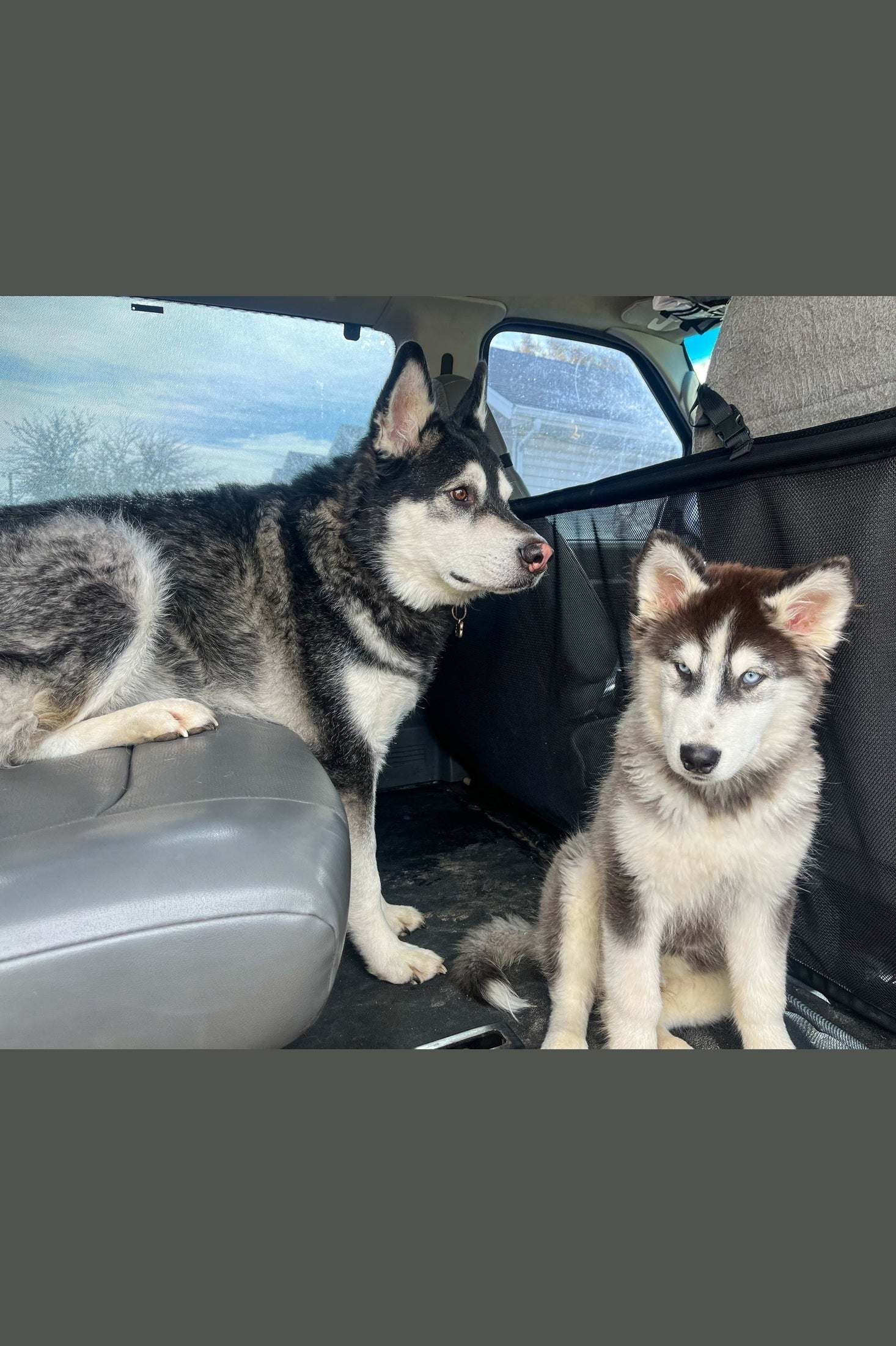 Econoline Van Dog Barrier securing two huskies inside a van for safe travel