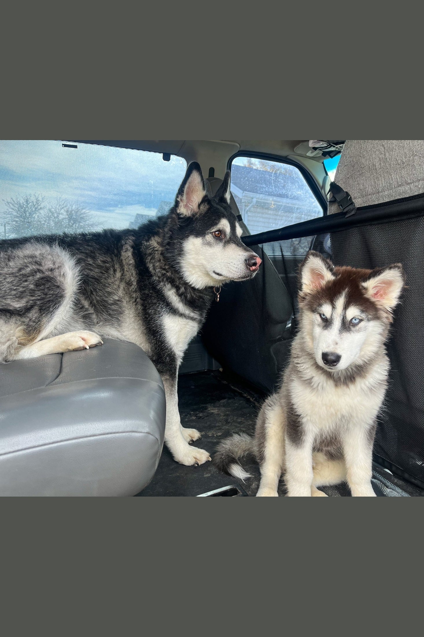 Econoline Van Mesh Dog Barrier